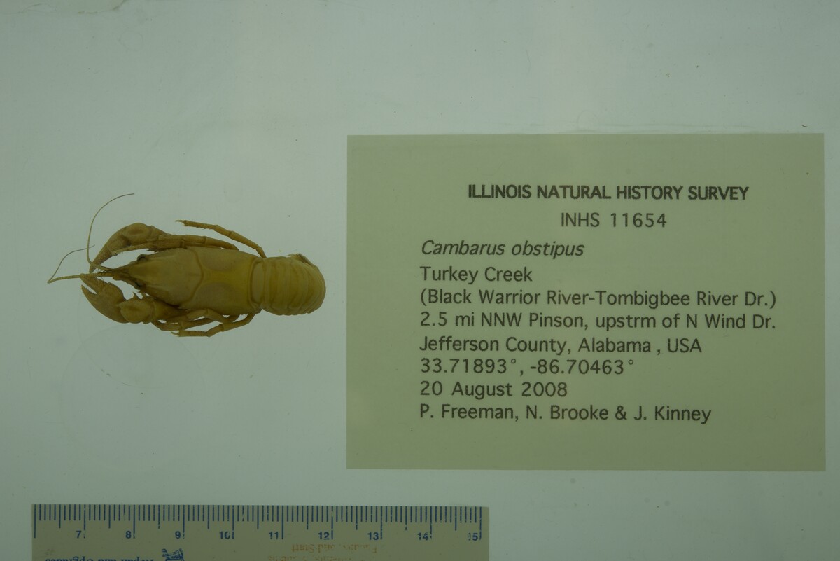 Cambarus obstipus image
